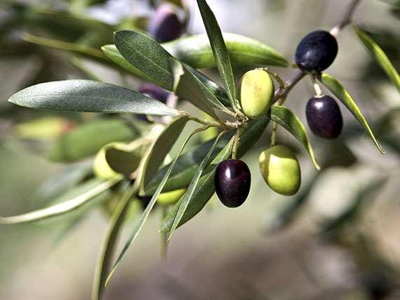 Aprovecha las aceitunas de tu olivo
